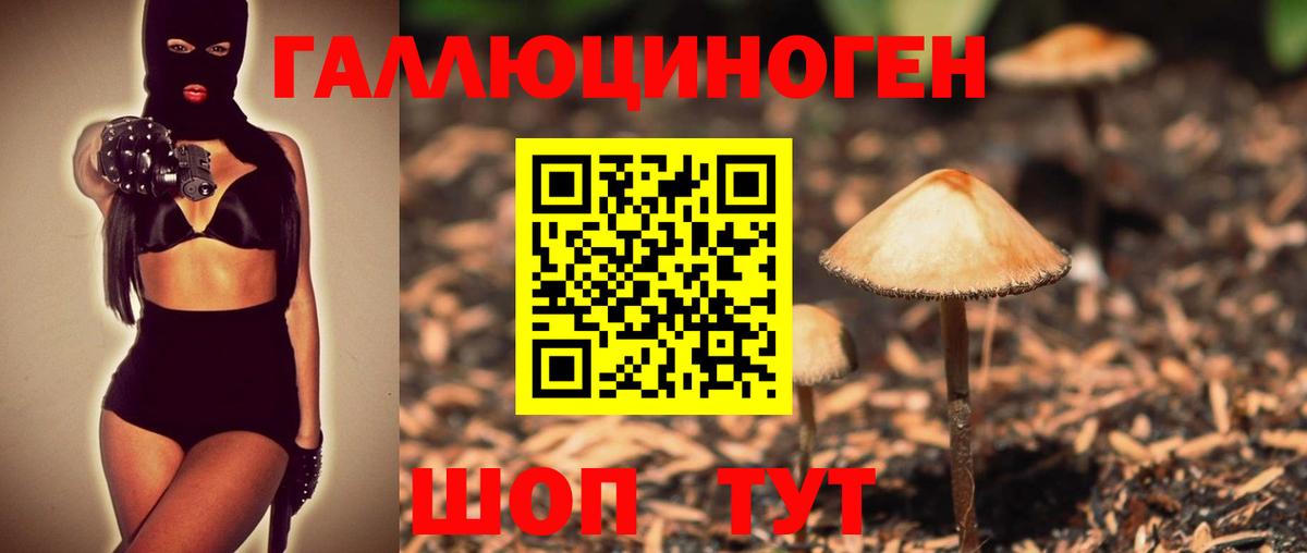 Псилоцибиновые грибы Psilocybe Казань